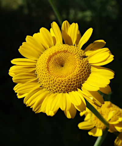 anthemis tinctoria