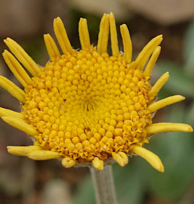 anthemis tinctoria