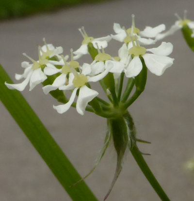 anthriscus sylvestris