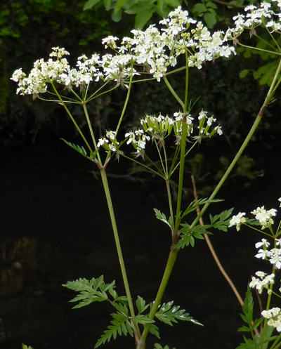 anthriscus sylvestris