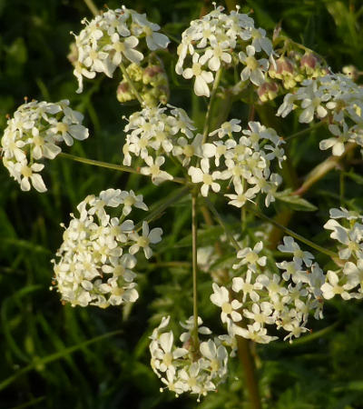 anthriscus sylvestris