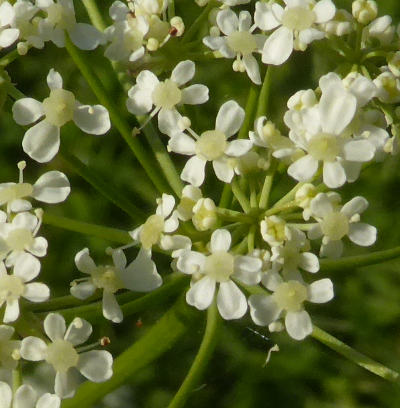 anthriscus sylvestris