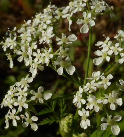 anthriscus sylvestris