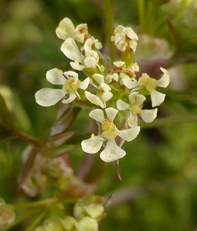 anthriscus sylvestris