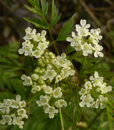 anthriscus sylvestris