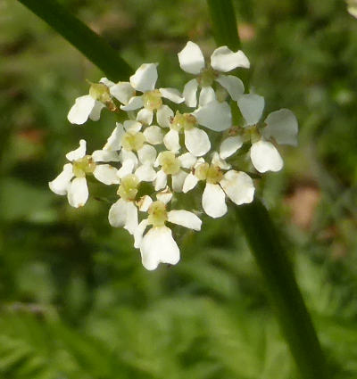 anthriscus sylvestris