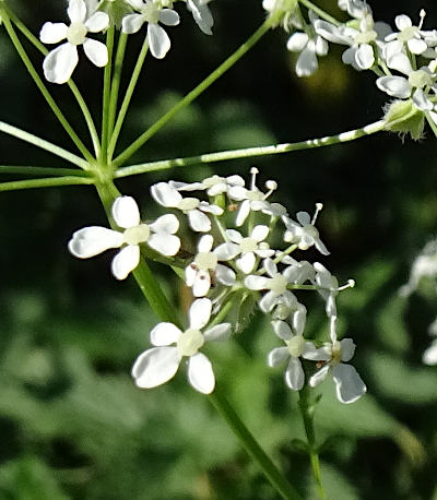 anthriscus sylvestris