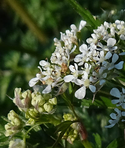 anthriscus sylvestris