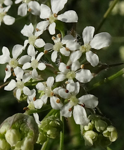 anthriscus sylvestris