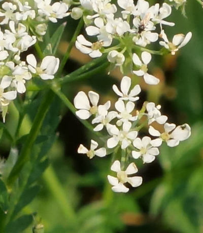 anthriscus sylvestris