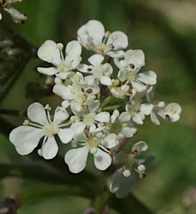 anthriscus sylvestris