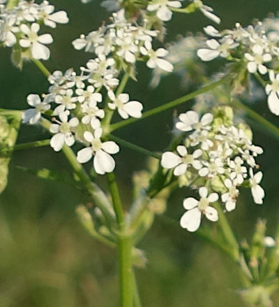 anthriscus sylvestris