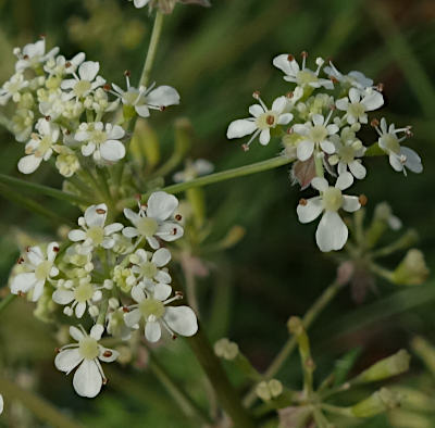 anthriscus sylvestris