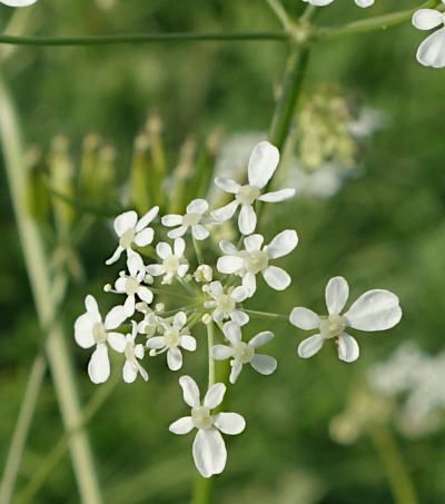 anthriscus sylvestris