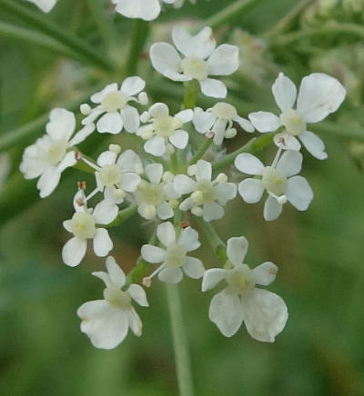 anthriscus sylvestris