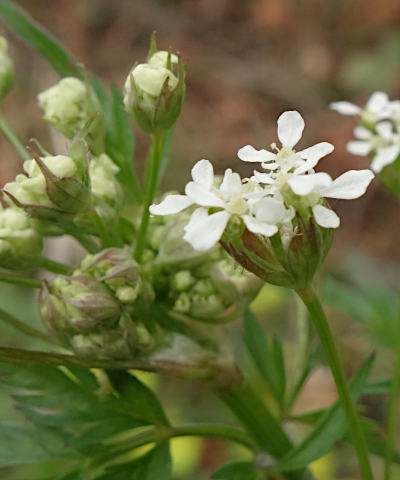 anthriscus sylvestris