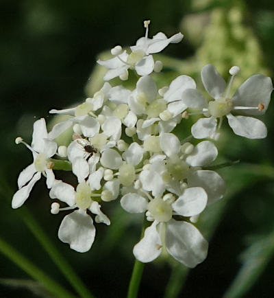 anthriscus sylvestris