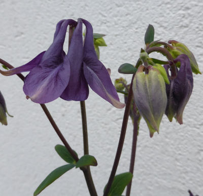 aquilegia vulgaris