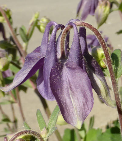 aquilegia vulgaris