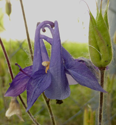 aquilegia vulgaris