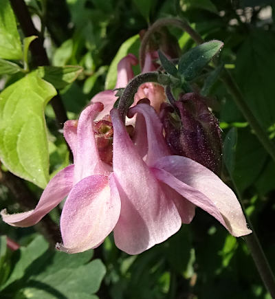 aquilegia vulgaris