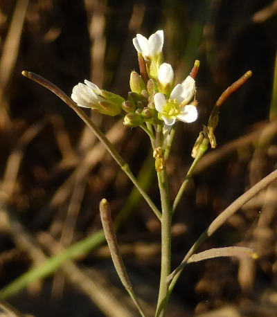 arabidopsis thaliana