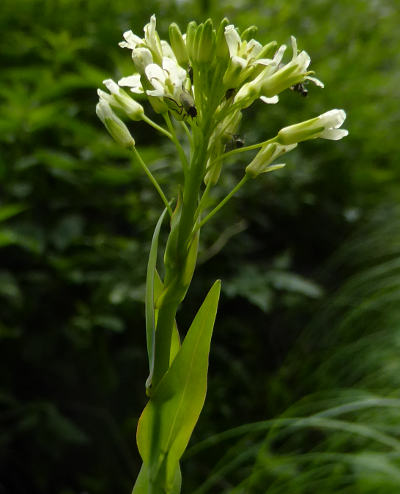 arabis glabra