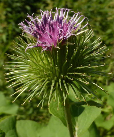 arctium lappa