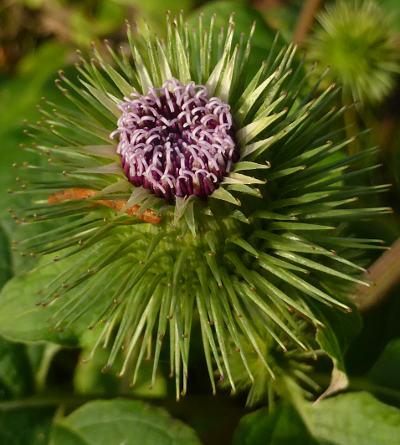 arctium lappa