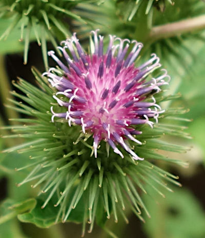 arctium lappa