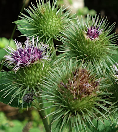 arctium lappa