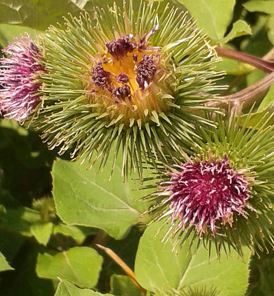 arctium minus