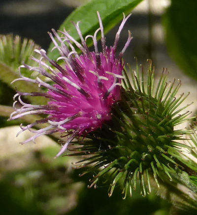 arctium minus