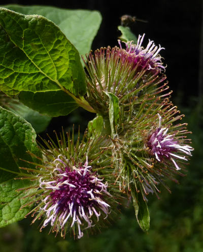 arctium nemorosum