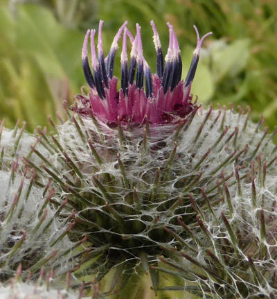 arctium tomentosum