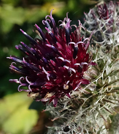 arctium tomentosum