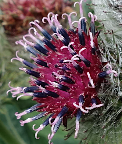 arctium tomentosum