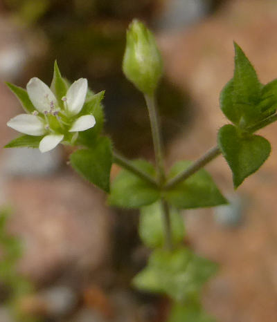 arenaria serpyllifolia