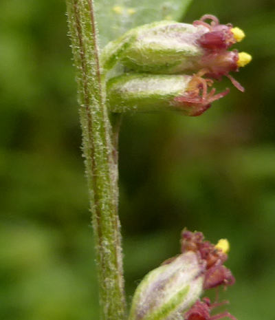 artemisia vulgaris