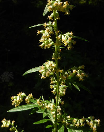 artemisia vulgaris