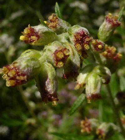 artemisia vulgaris