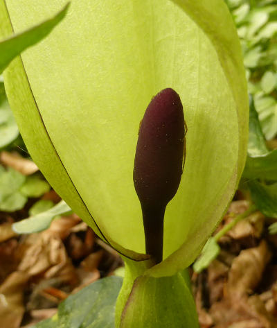 arum maculatum