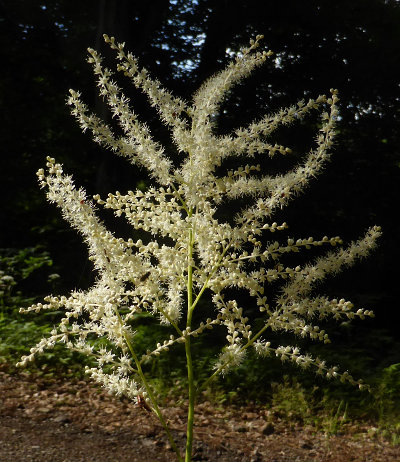 aruncus dioicus