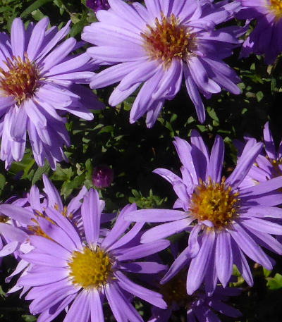 symphyotrichum novi-belgii