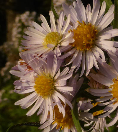 aster novi-belgii