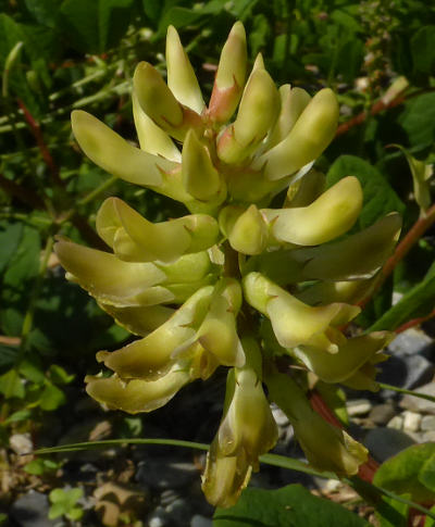 astragalus glycyphyllos