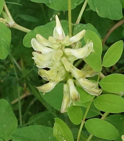 astragalus glycyphyllos