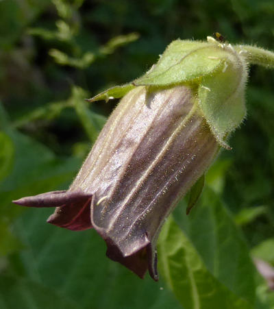 atropa bella-donna