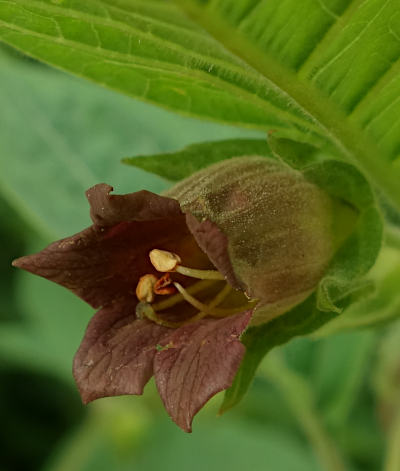 atropa belladonna