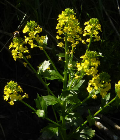 barbarea vulgaris